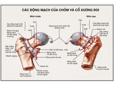 Tìm hiểu về gãy cổ xương đùi (Phần 1)